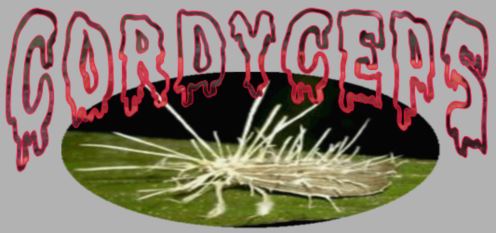 Cordyceps